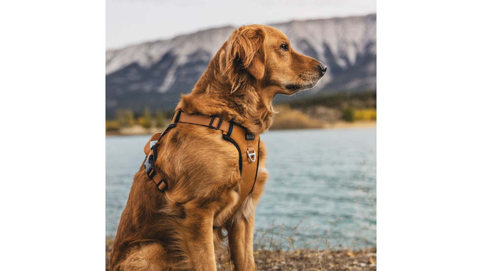 Kuma Outdoor Gear Lazy Bear Dog Harness
