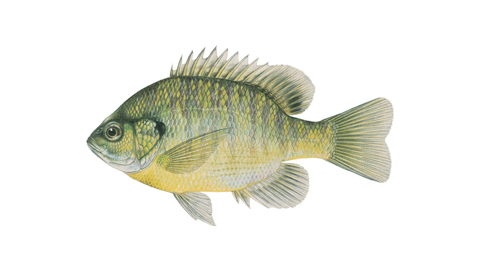 Live Target Livetarget Sunfish Bluegill Medium Sink Lipless Rattlebait, Sinking, Natural/Matte, 2 3/16in, 1/4oz, #6 #8 Hooks, BGV55SK100