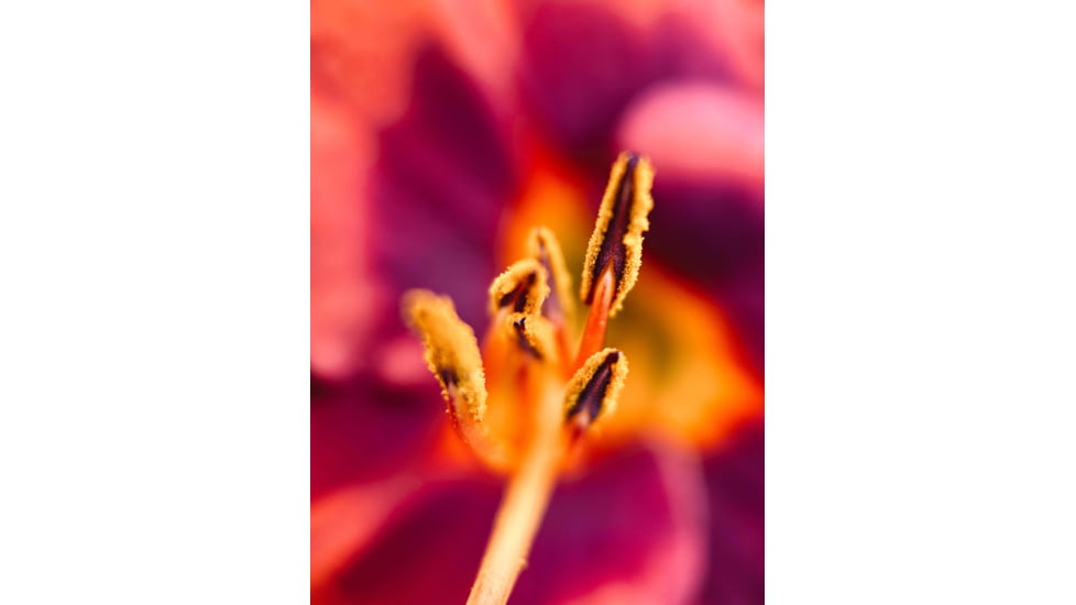 Moment T-Series Macro Lens, 10x, 130-107