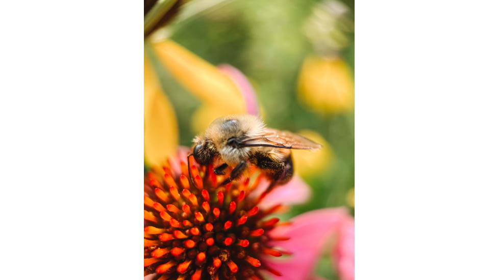 Moment T-Series Macro Lens, 10x, 130-107