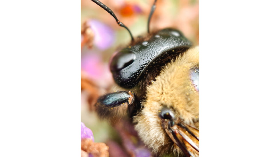 Moment T-Series Macro Lens, 10x, 130-107