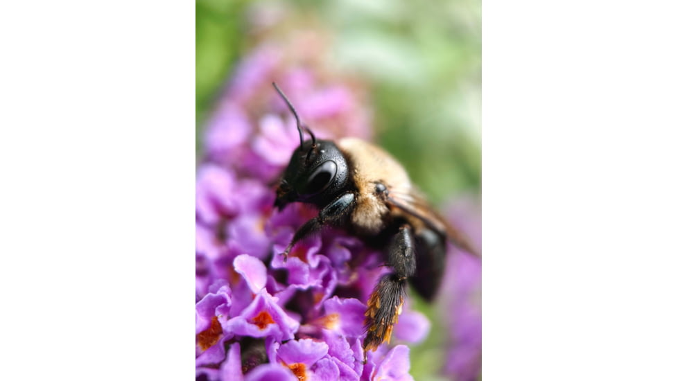 Moment T-Series Macro Lens, 10x, 130-107