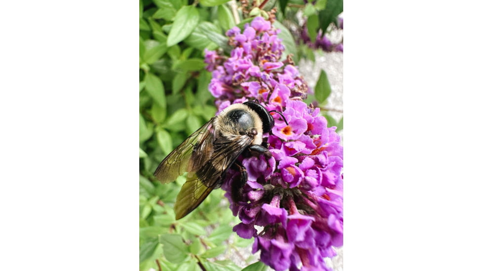 Moment T-Series Macro Lens, 10x, 130-107