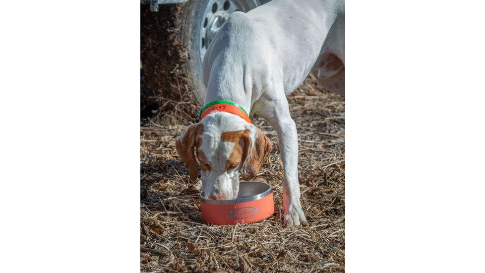 Mud River Stainless Steel Dog Food Bowl, Orange, 64 oz, MRDB64O