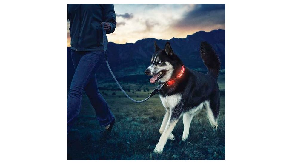 Nite Ize Nite Dawg LED Light Up Dog Collar M Orange, M NND2M-31-R3