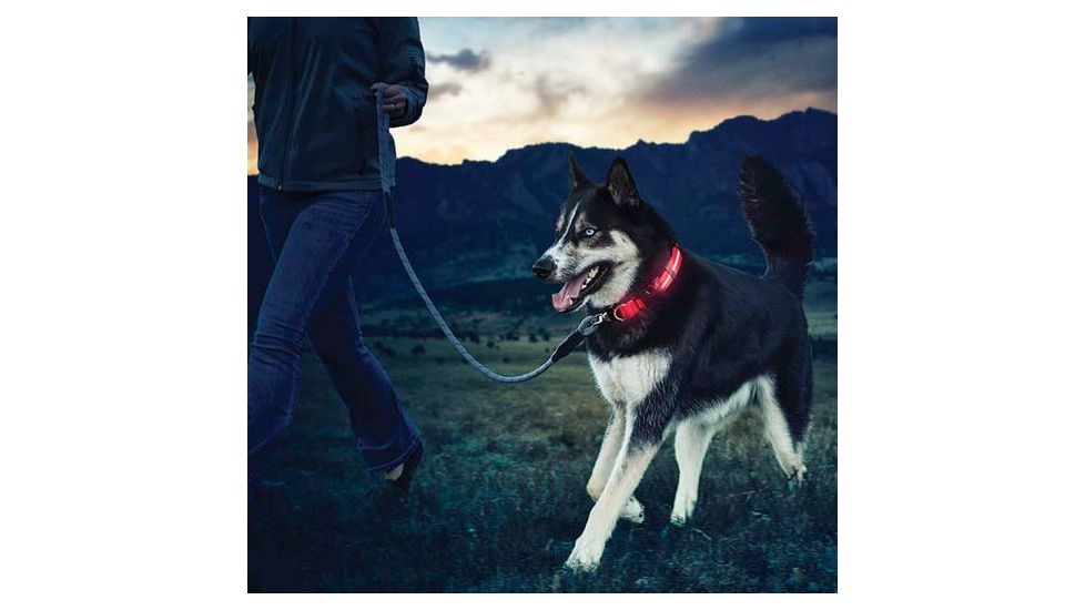 Nite Ize Nite Dawg LED Light Up Dog Collar M Red, M NND2M-10-R3