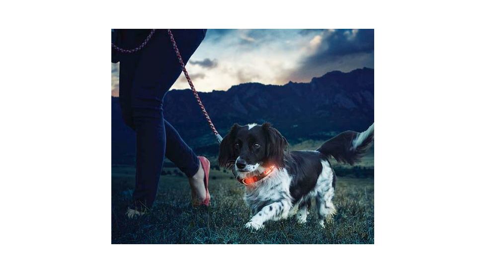 Nite Ize Nite Dawg LED Light Up Dog Collar S Orange, S NND2S-31-R3