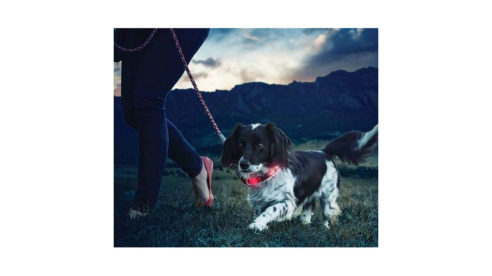 Nite Ize Nite Dawg LED Light Up Dog Collar S Red, S NND2S-10-R3