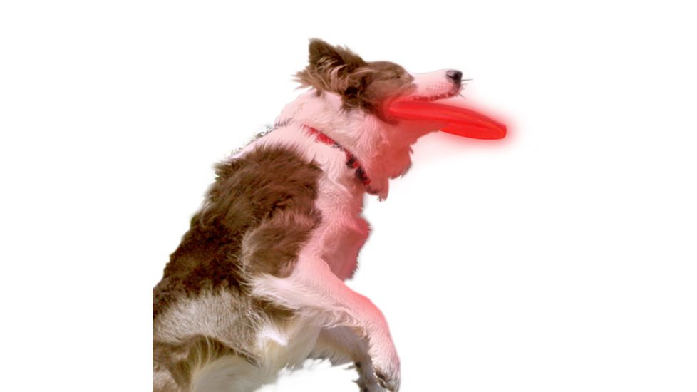 Nite Ize Nite Dawg Soft LED Disc, Blue LED, Dachshund Design NDD2-M1-R3