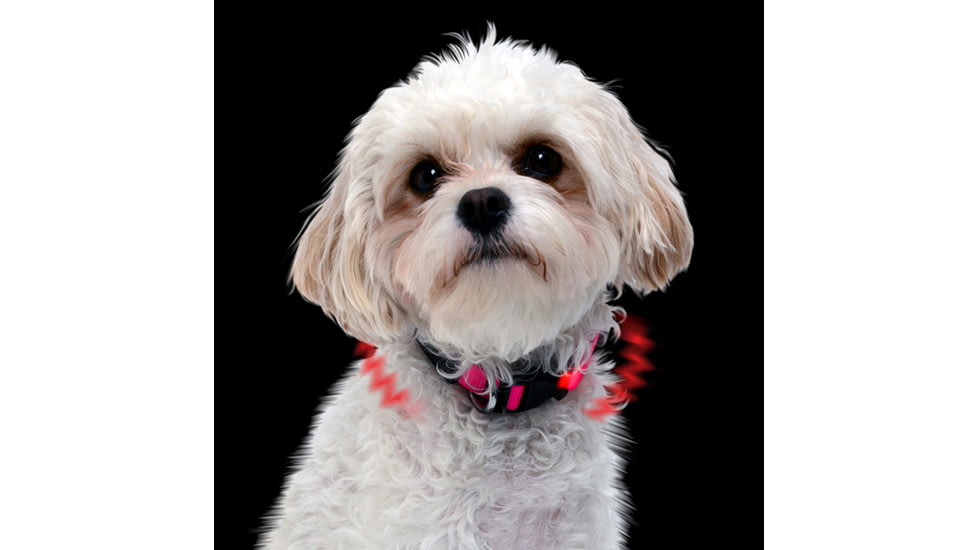 Nite Ize Nite Dawg XS LED Light Up Dog Collar,Neon Pink NND-03-35XS