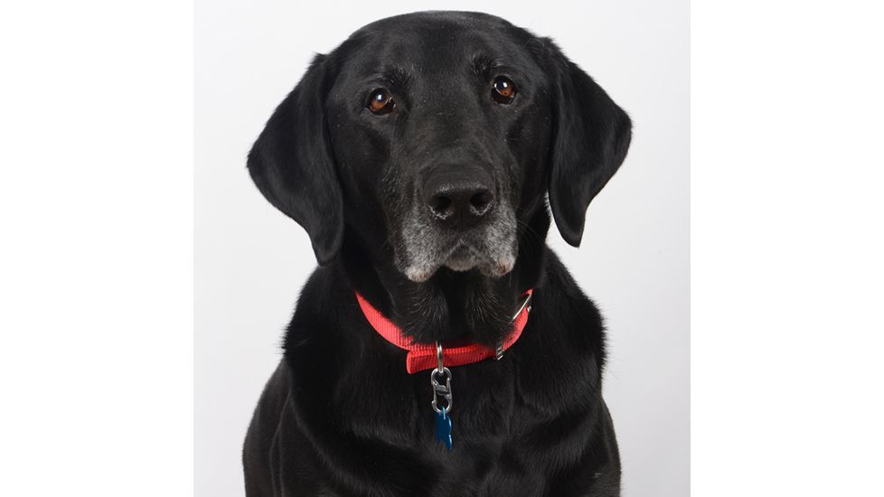 Nite Ize S-Biner TagLock,Stainless Steel PLSBM-11-R3