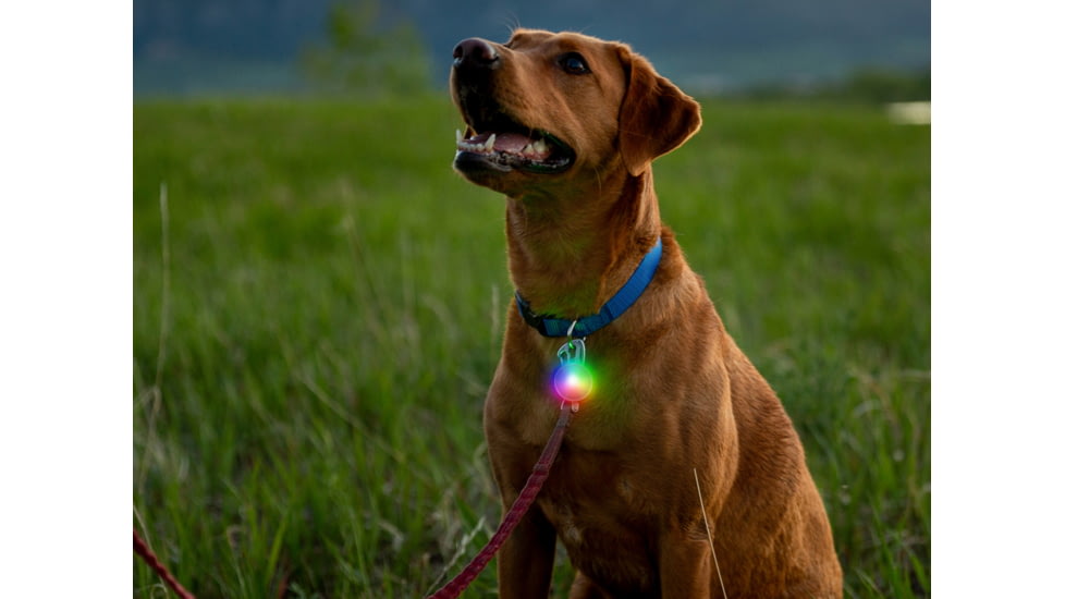 Nite Ize Spotlit Rechargeable Carabiner Light - Disc-o Tech - SLGSR-07S-R6