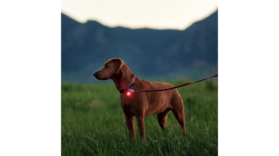 Nite Ize SpotLit Rechargeable Disc-O Tech Collar Light, Classic, PSLGSR-07S-R6