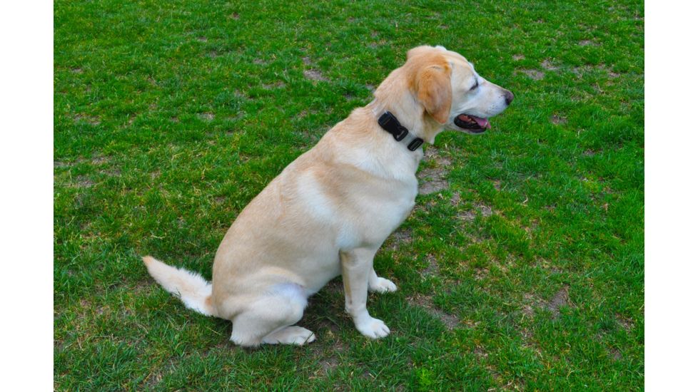 Shed, Seattle Sports Springer LG CoatCollar/Clear