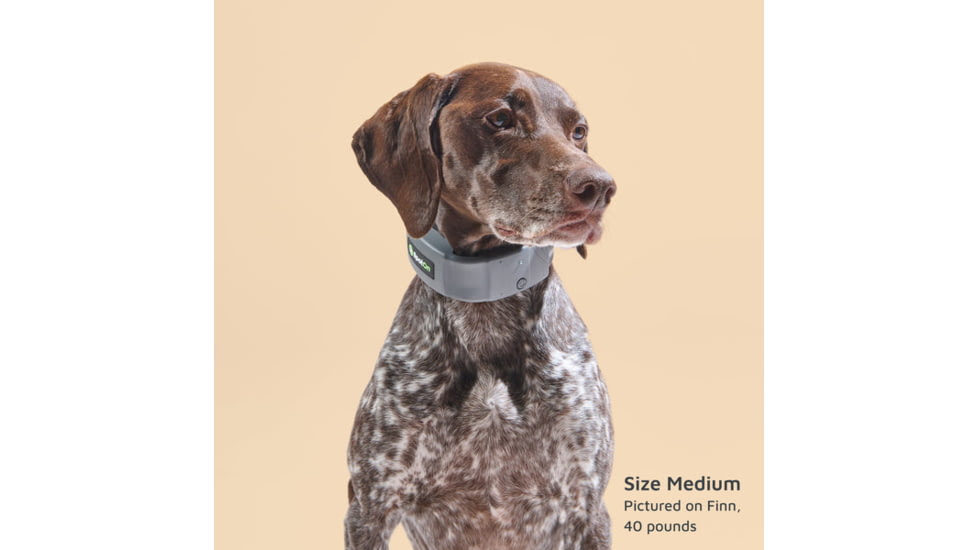 SpotOn Fence GPS Dog Fence Collar, Grey/Black, Small, SOMN638113