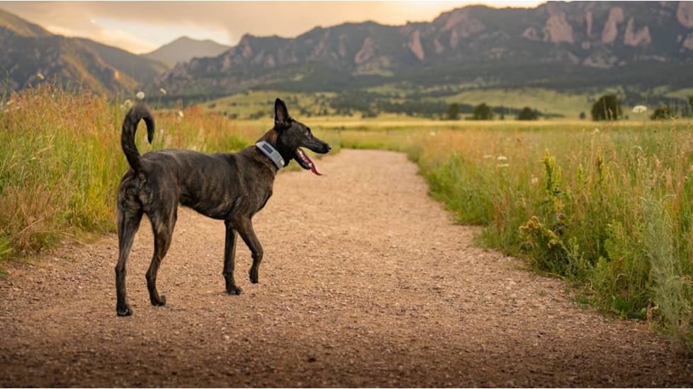 SpotOn Fence GPS Dog Fence Collar, Grey/Black, Small, SOMN638113