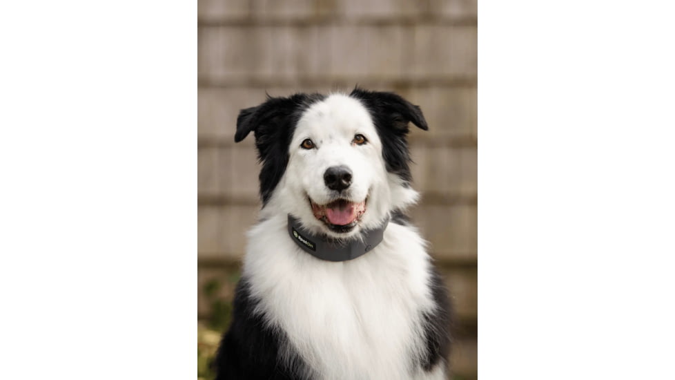 SpotOn Fence GPS Dog Fence Collar, Grey/Black, Small, SOMN638113