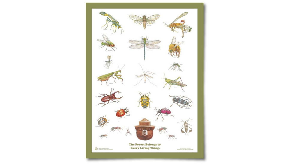 Rodadores Insects The Landmark Project Insects of the Forest Educational Poster — CampSaver