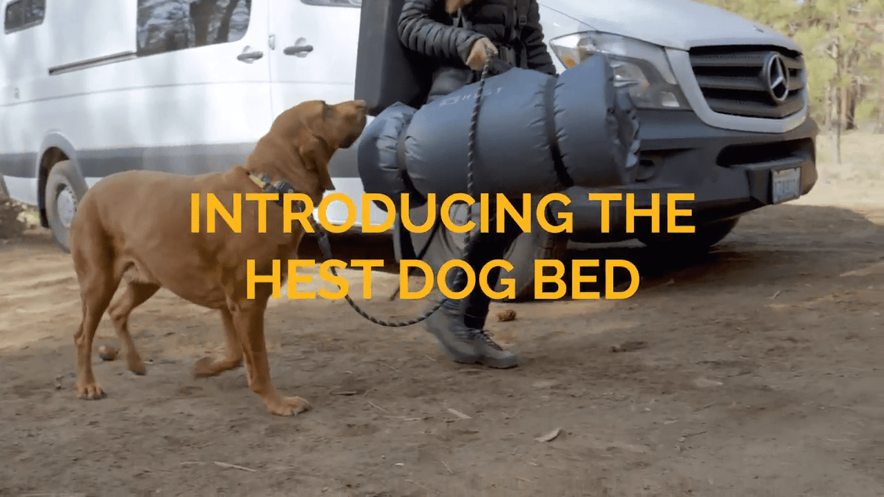opplanet hest dog pillow video