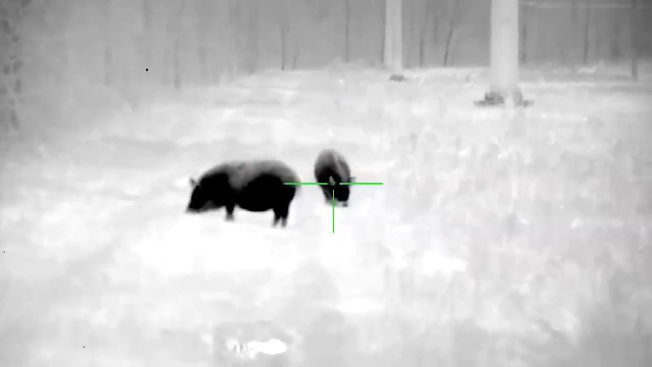 opplanet kopfjager hog season 2 video