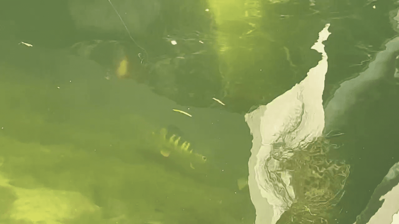 opplanet livingston lures monster mike jerkmaster jr video