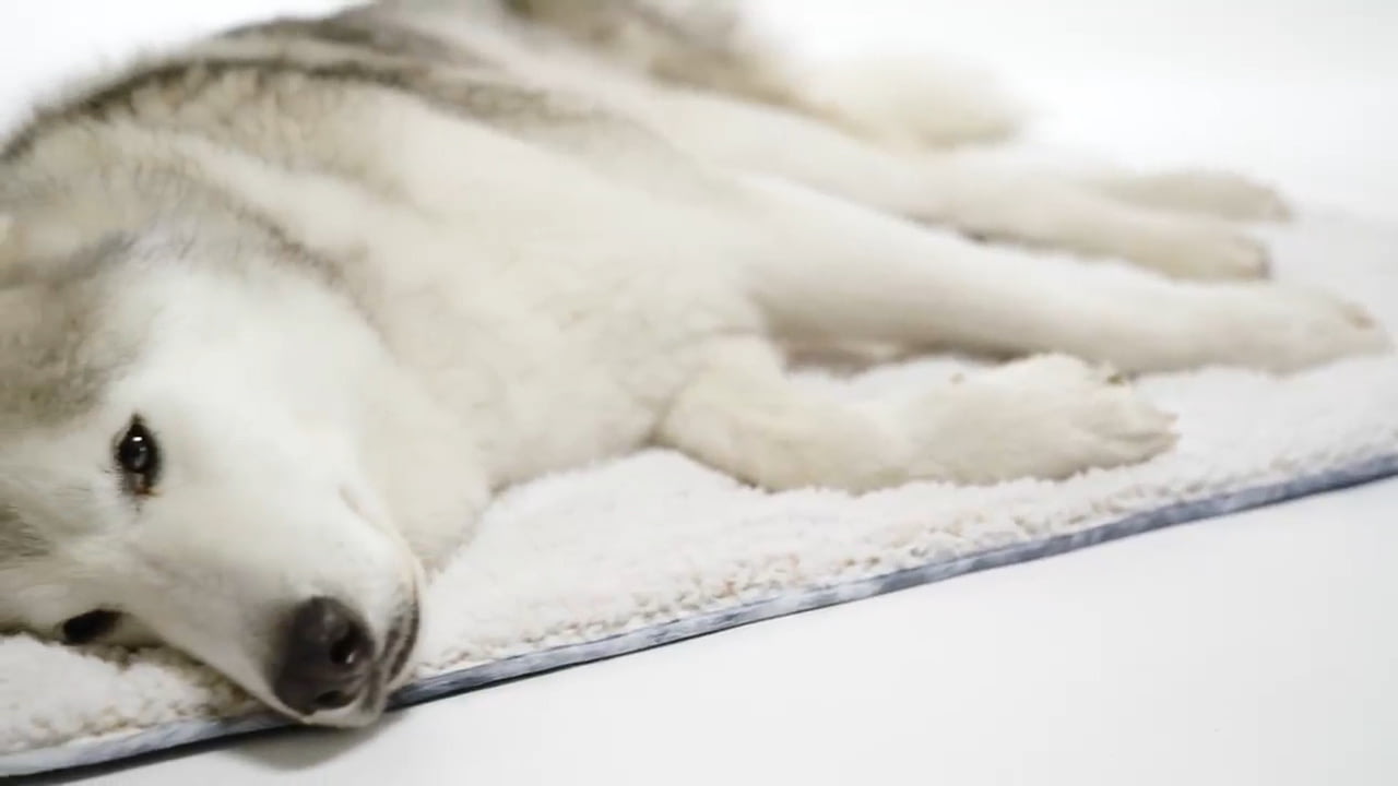 opplanet rumpl travel dog bed video