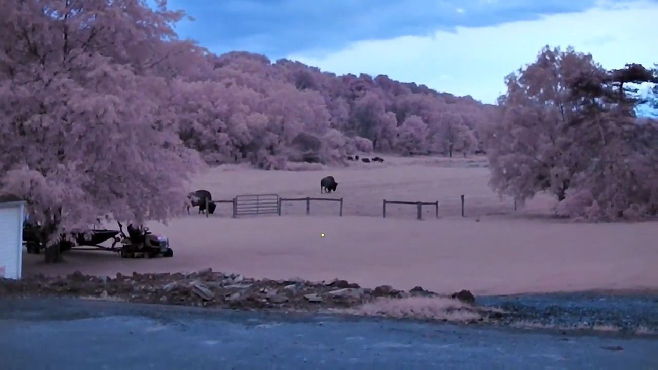 opplanet sionyx aurora buffalo and fireflies video