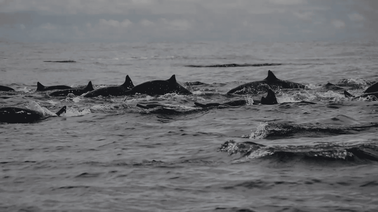 opplanet yo zuri superfluoro 100 fluorocarbon leader video